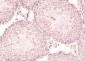 SF1 Recombinant Rabbit mAb